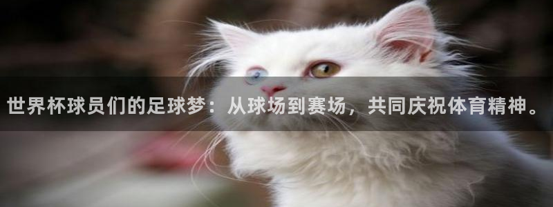 世界杯对阵表：世界杯球员们的足球梦：从球场到赛场，共同庆祝体育精神。